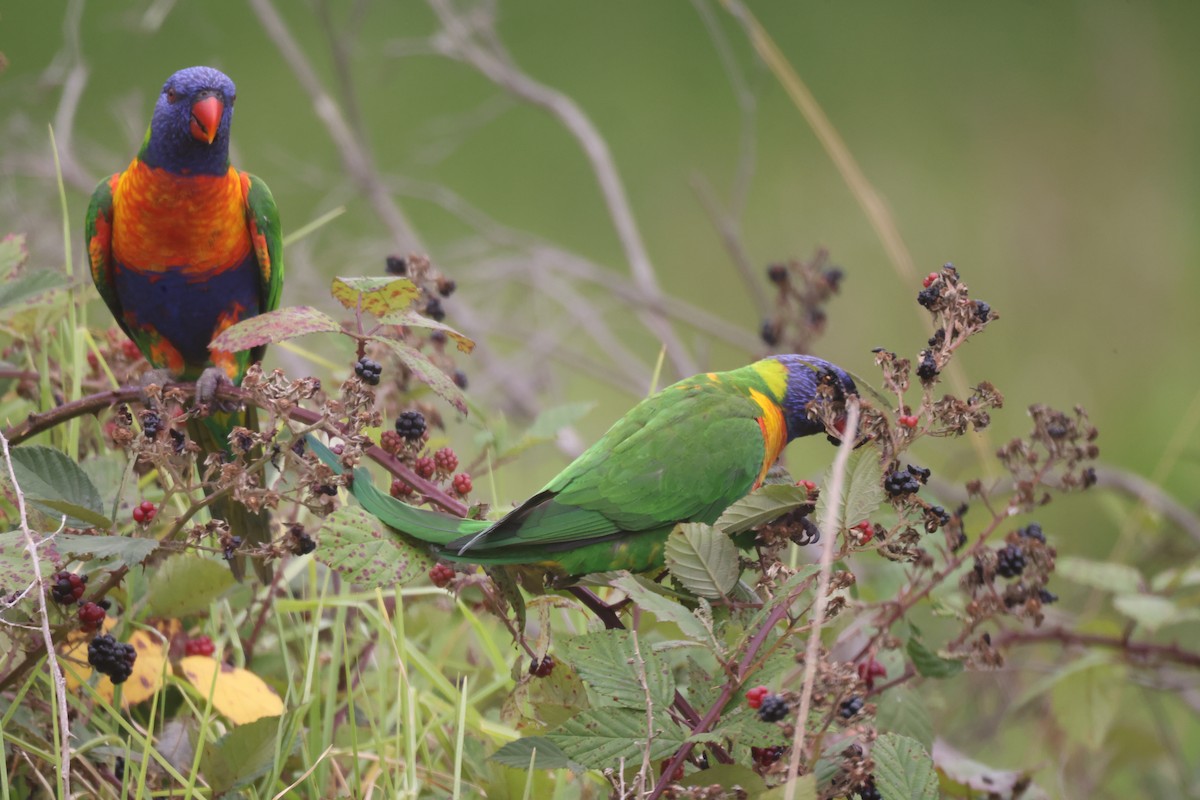 Rainbow Lorikeet - ML614964342