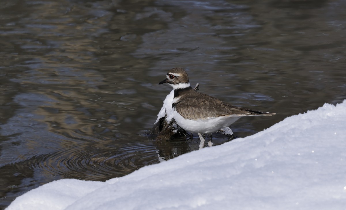 Killdeer - ML614964417