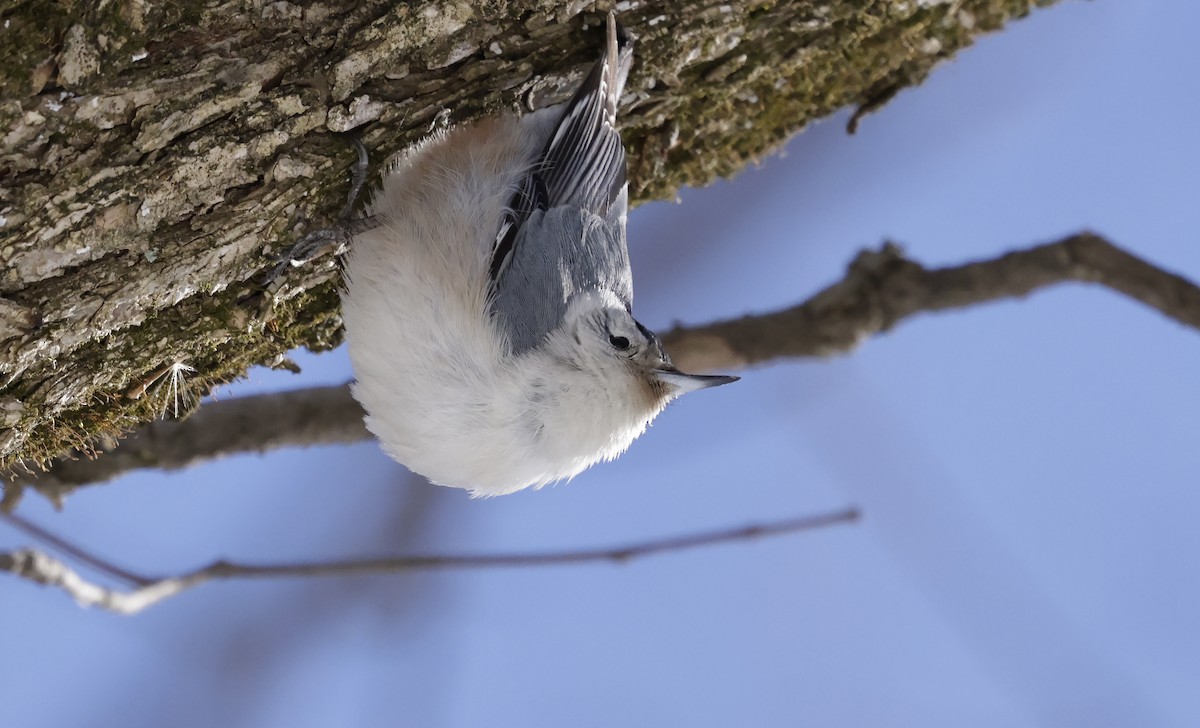White-breasted Nuthatch - ML614964510
