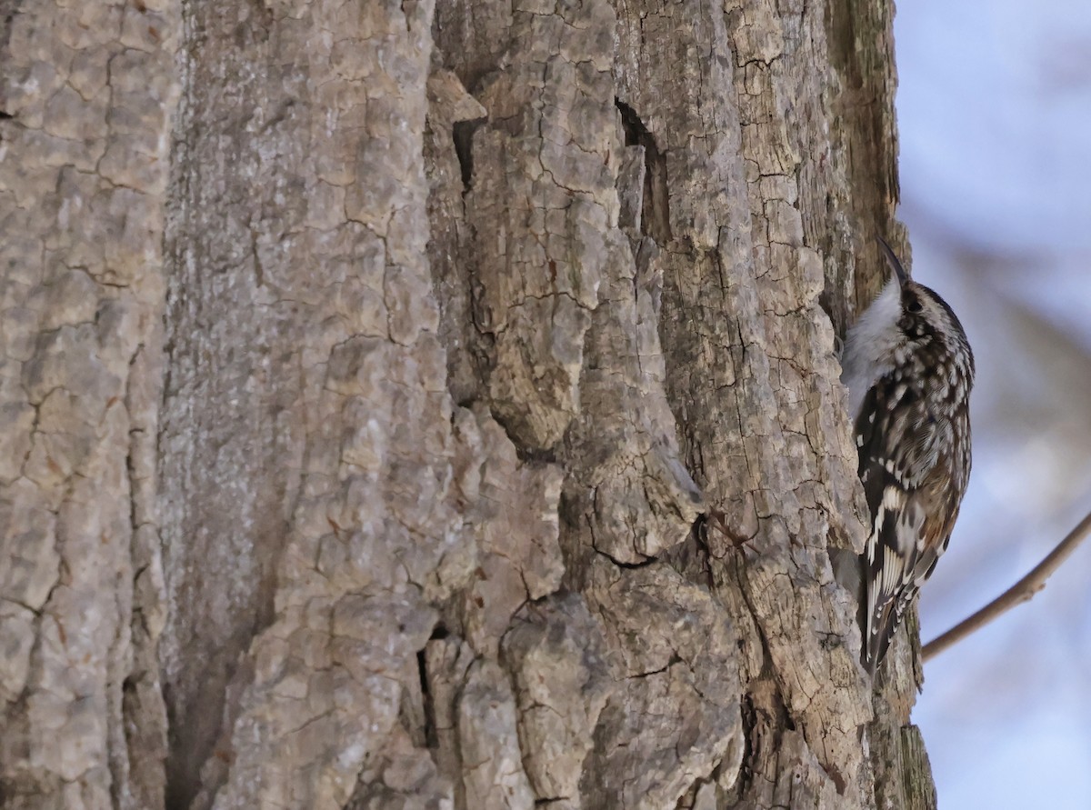 Brown Creeper - ML614964526