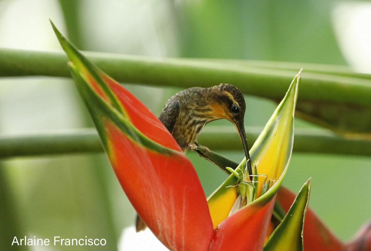 Saw-billed Hermit - ML614964542