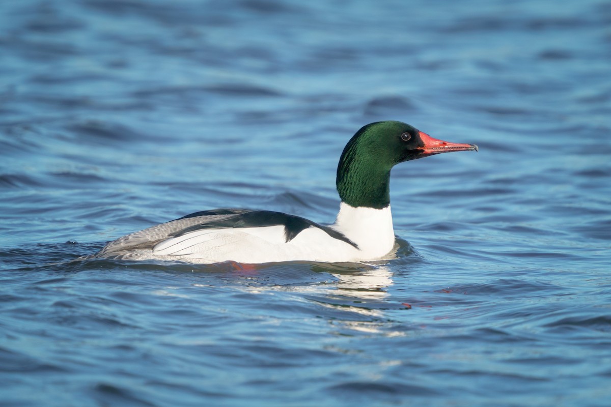 Common Merganser - ML614964556