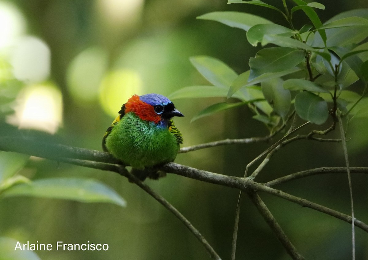 Red-necked Tanager - Arlaine Francisco