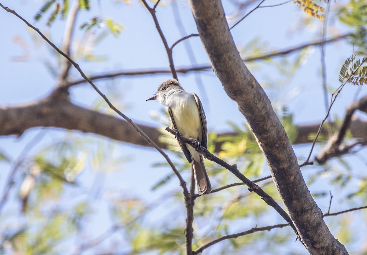 Nutting's Flycatcher - ML614964723