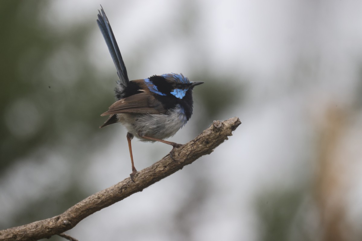 Superb Fairywren - ML614964768