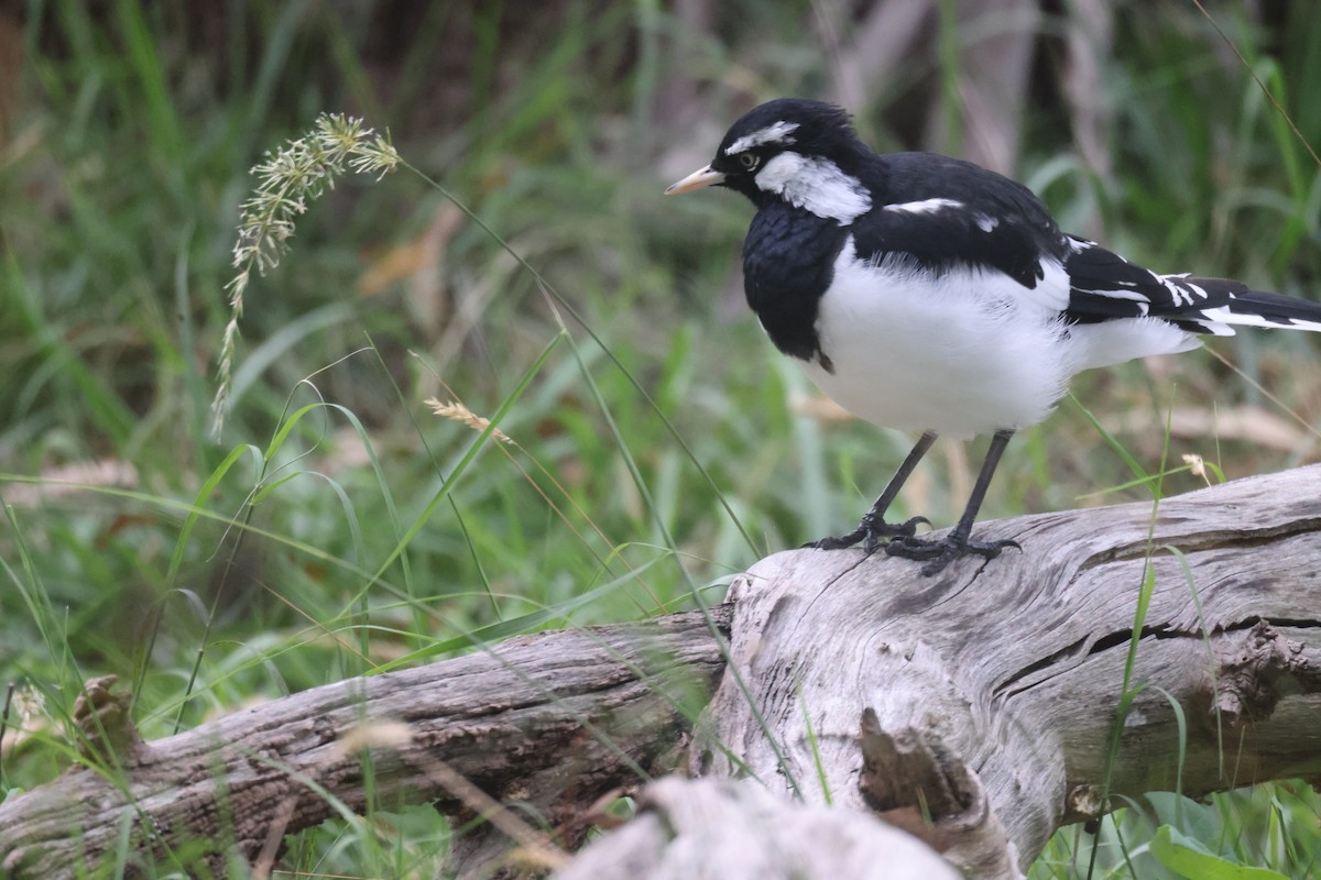 Magpie-lark - ML614964796