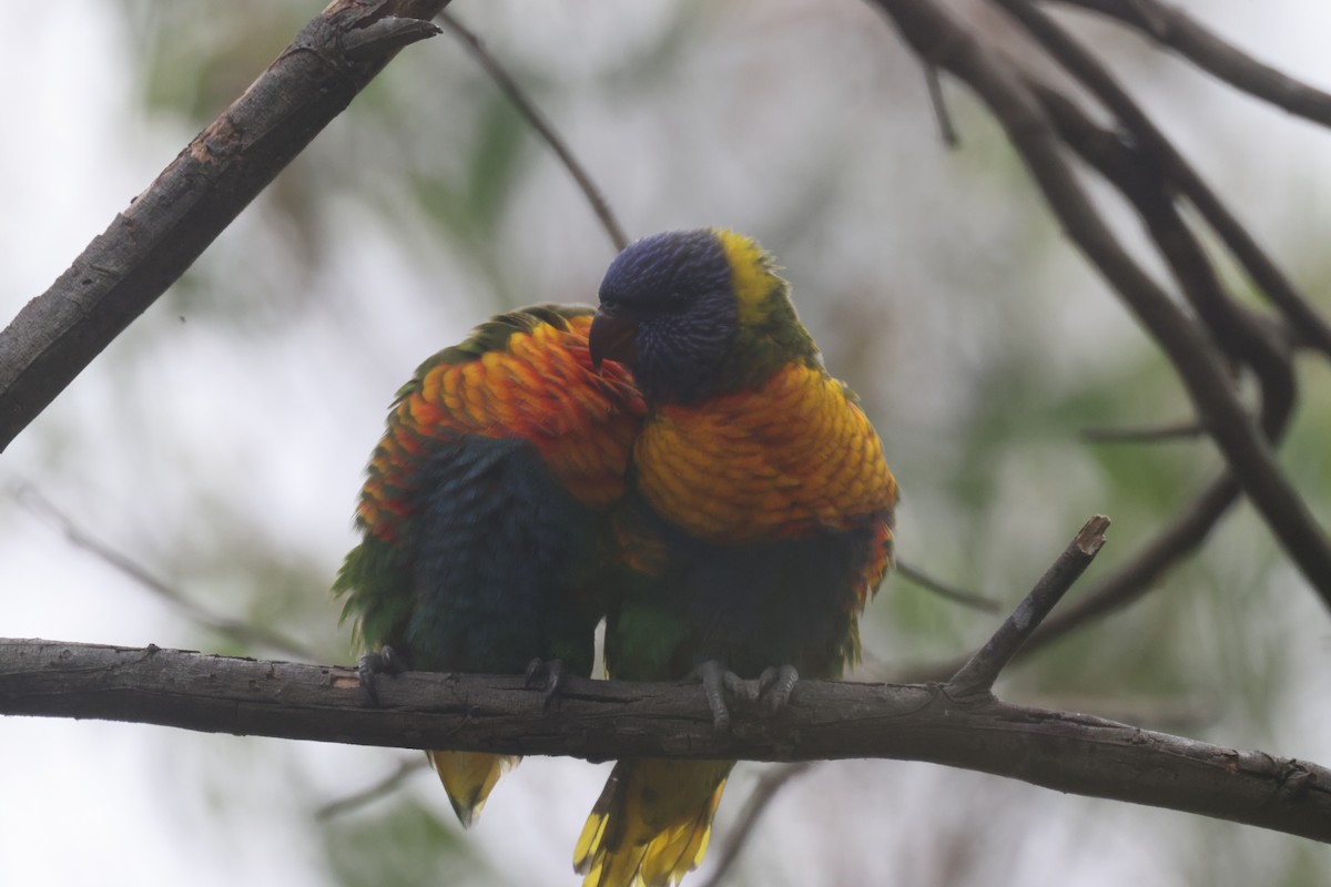 Rainbow Lorikeet - ML614964820