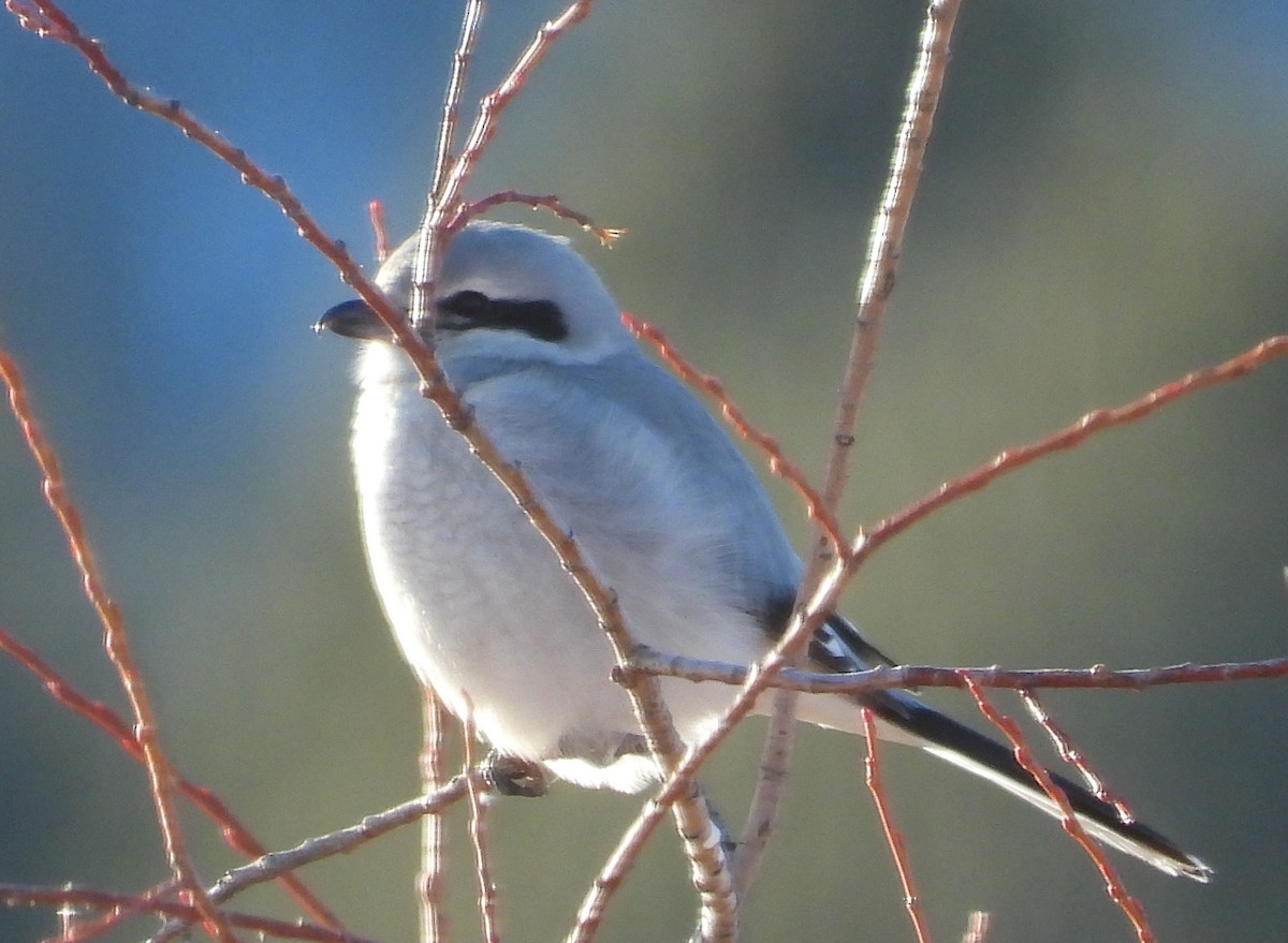 Northern Shrike - Janet Cook