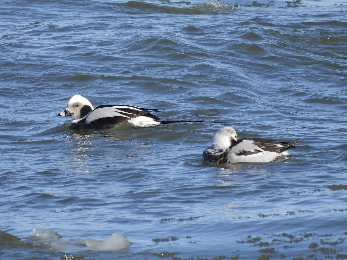 Long-tailed Duck - ML614964874