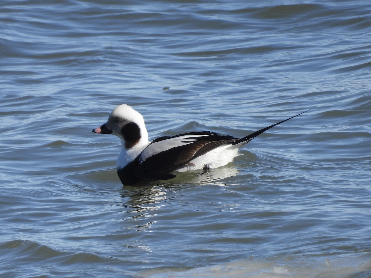 Long-tailed Duck - ML614964875