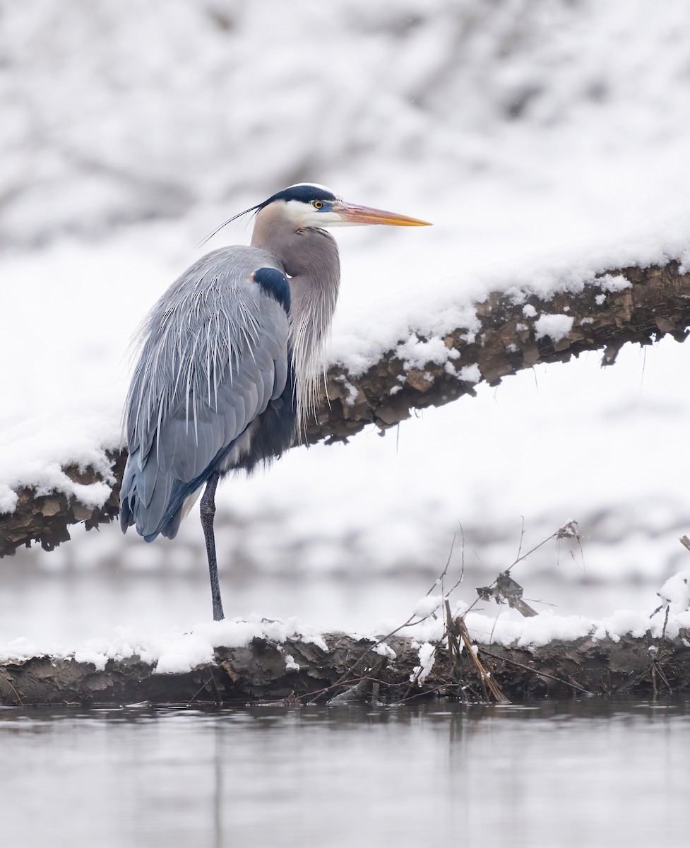 Great Blue Heron - Erica Heusser