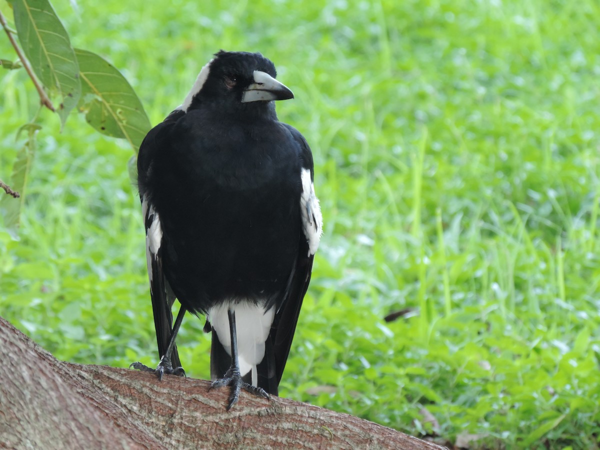 Australian Magpie (Black-backed) - ML614964954