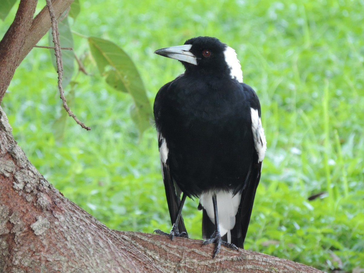 Australian Magpie (Black-backed) - ML614964955