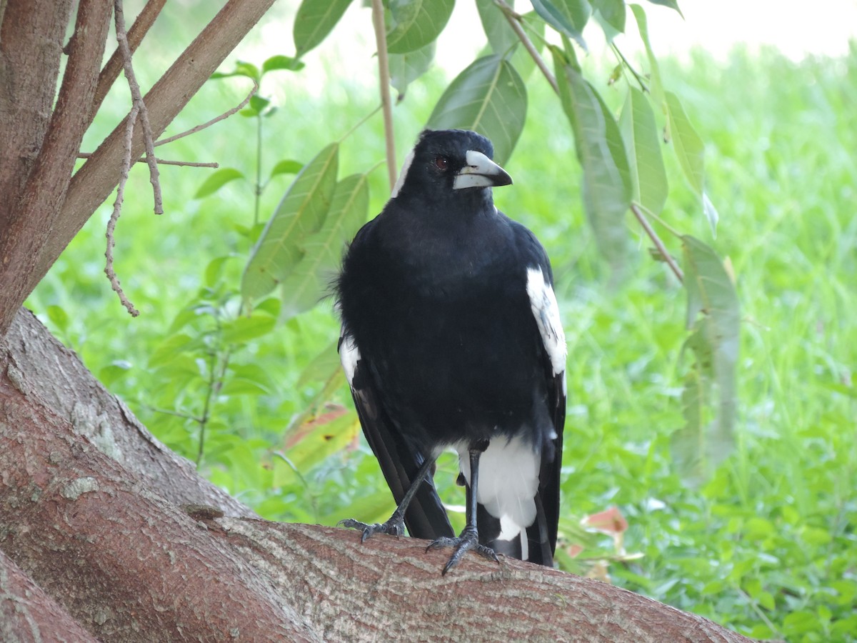 Australian Magpie (Black-backed) - ML614964957