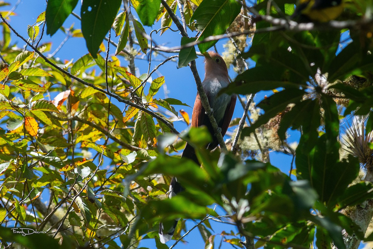 Squirrel Cuckoo - ML614964987