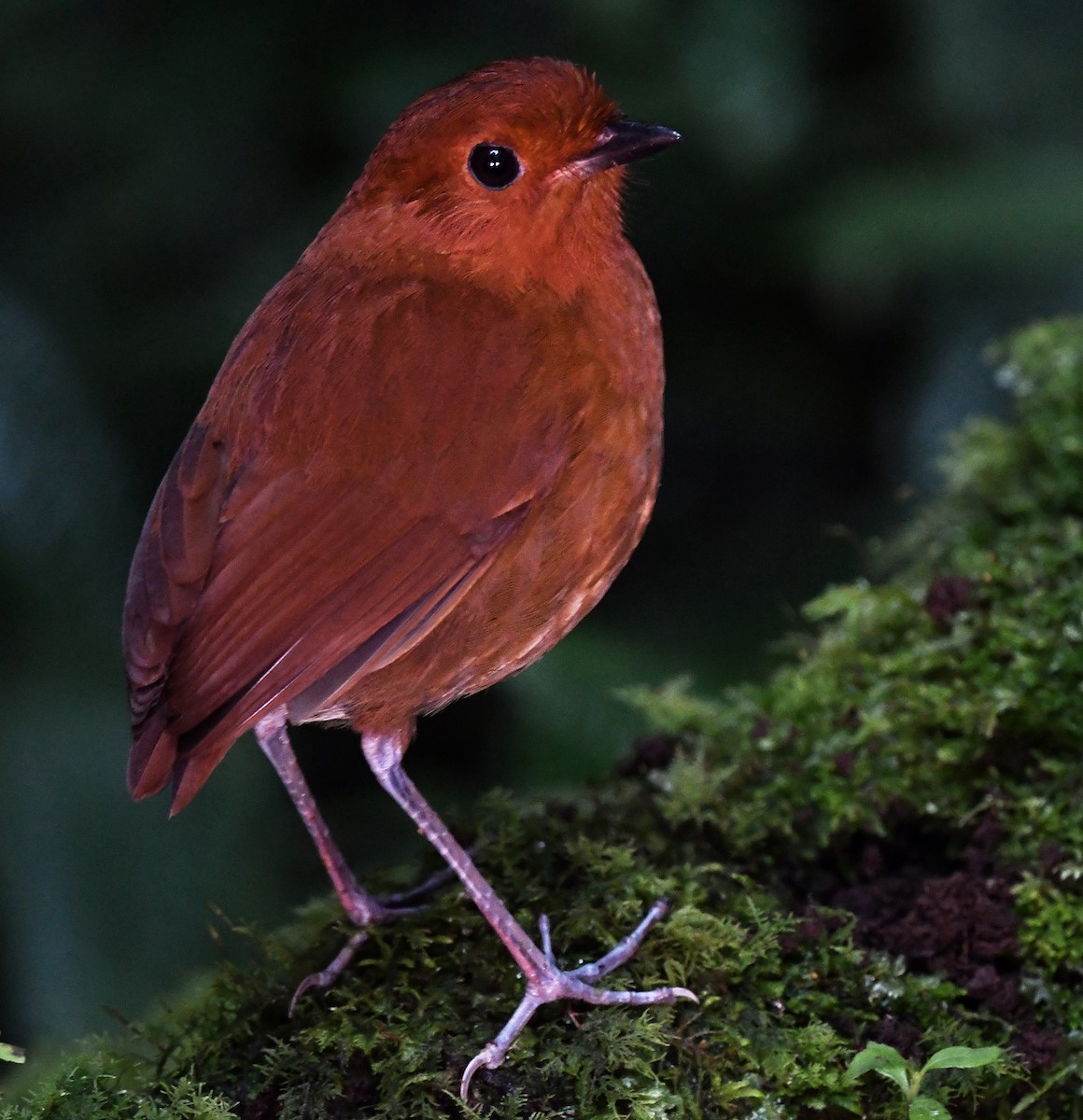 Chestnut Antpitta - Joshua Vandermeulen