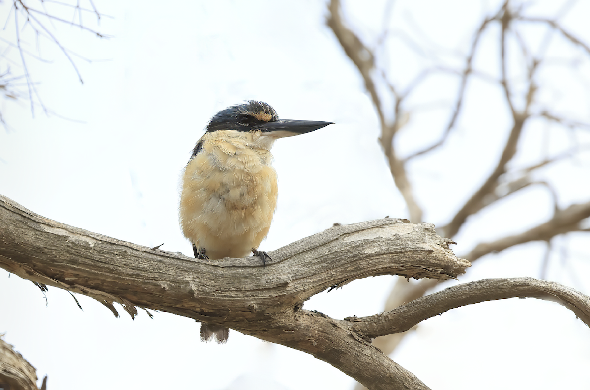 Sacred Kingfisher - ML614965075