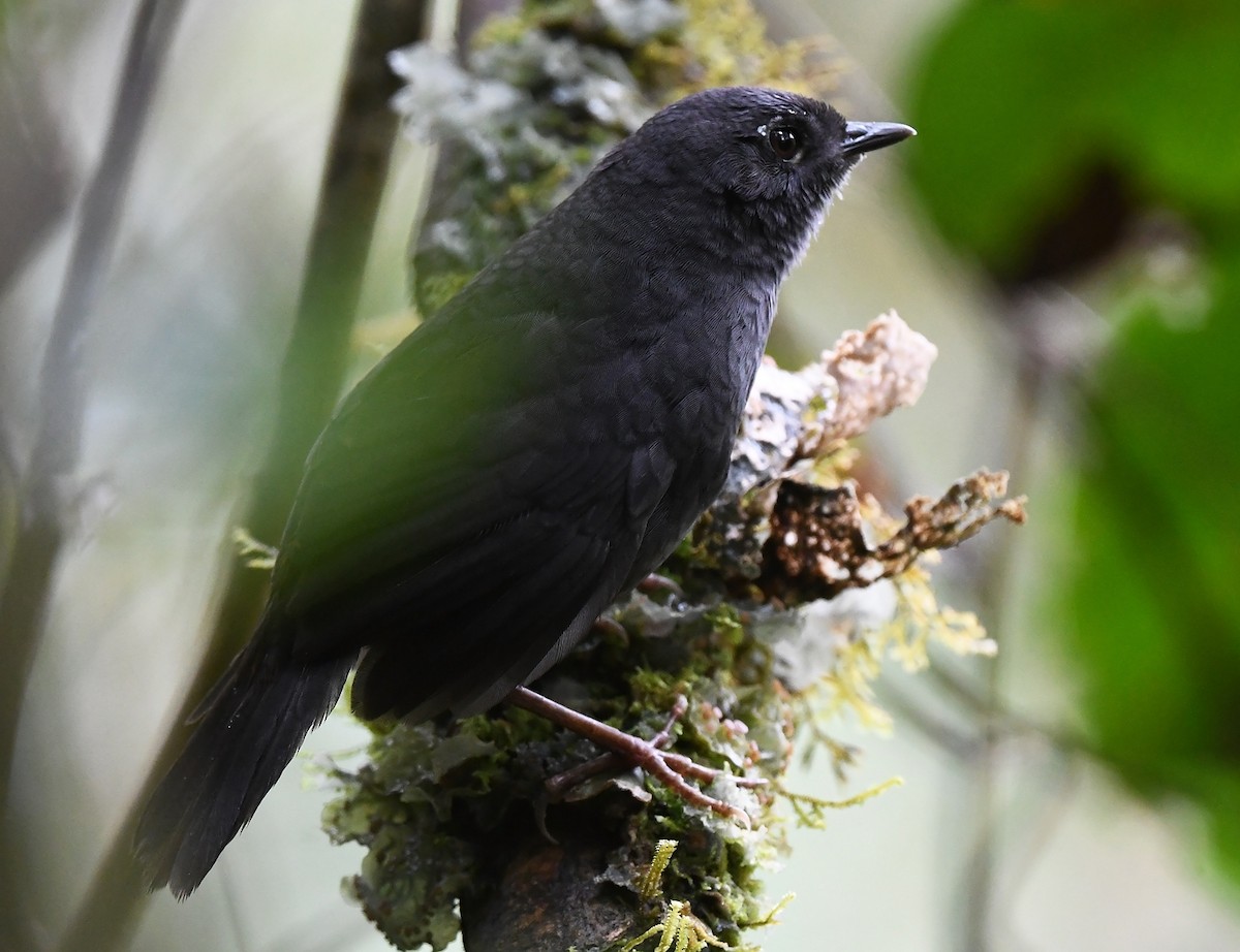 Rufous-vented Tapaculo - Joshua Vandermeulen