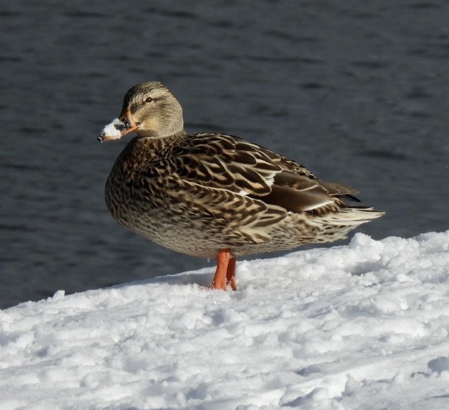 Mallard - ML614965142