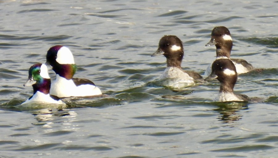 Bufflehead - ML614965154