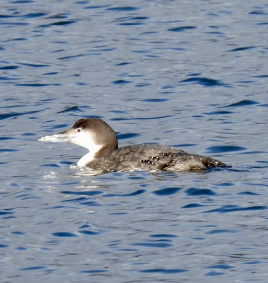 Common Loon - Sue Bernstein