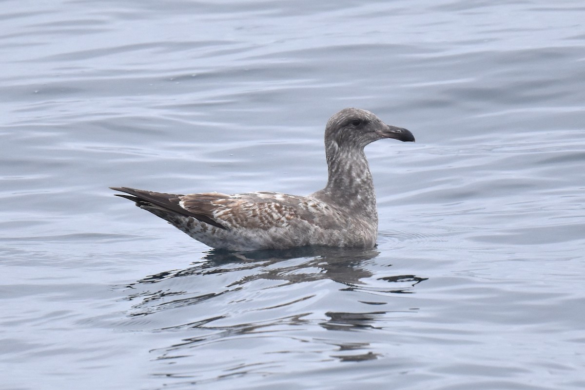 Western Gull - Naresh Satyan