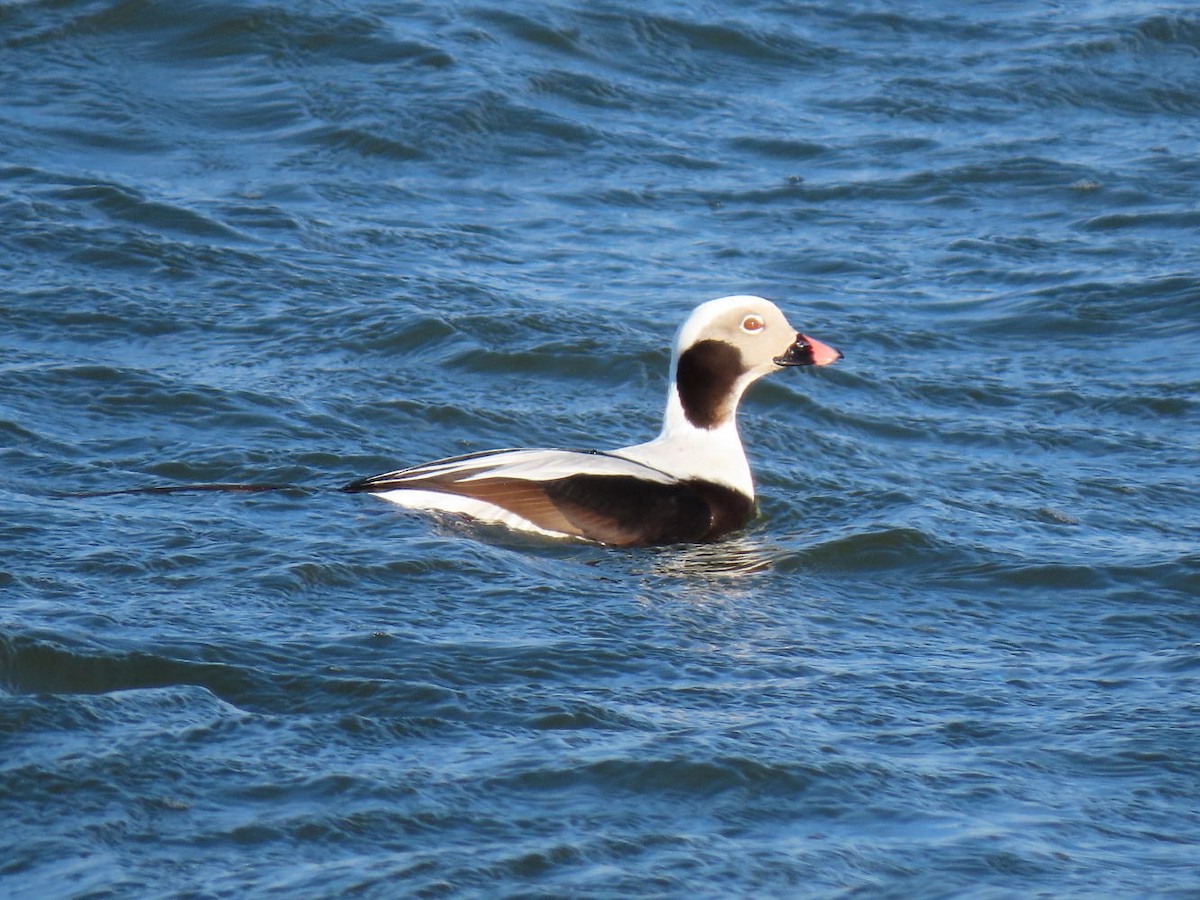 Long-tailed Duck - ML614965195