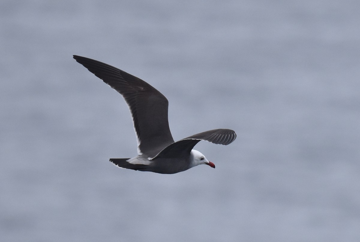 Heermann's Gull - Naresh Satyan