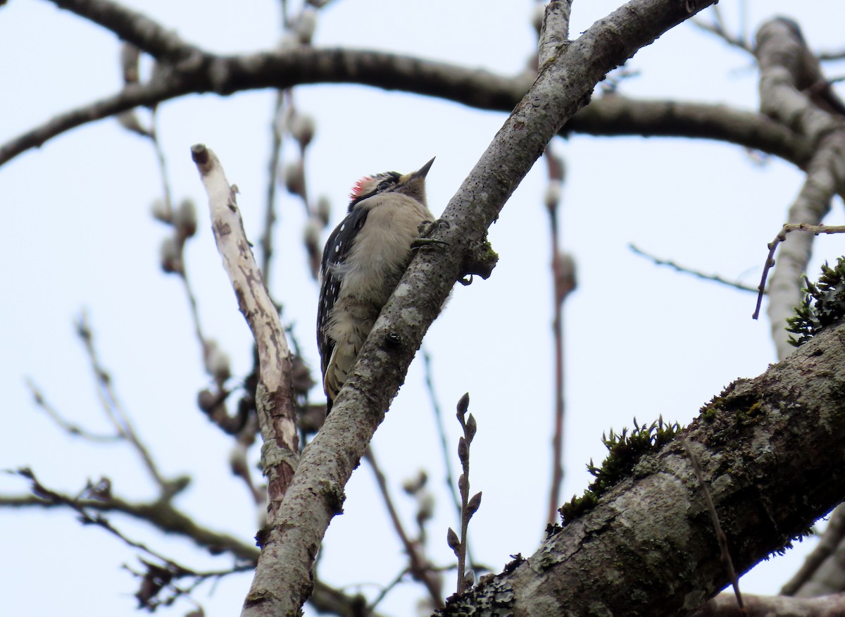 Downy Woodpecker - ML614965431