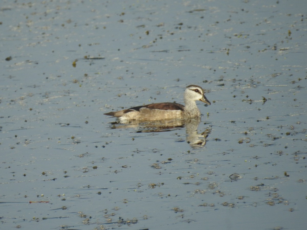 Cotton Pygmy-Goose - ML614965434