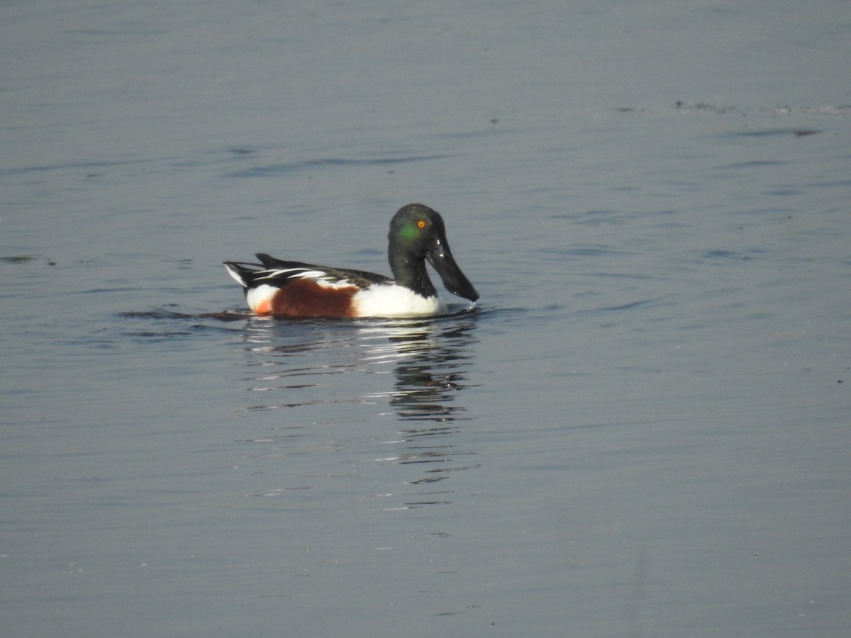 Northern Shoveler - ML614965460