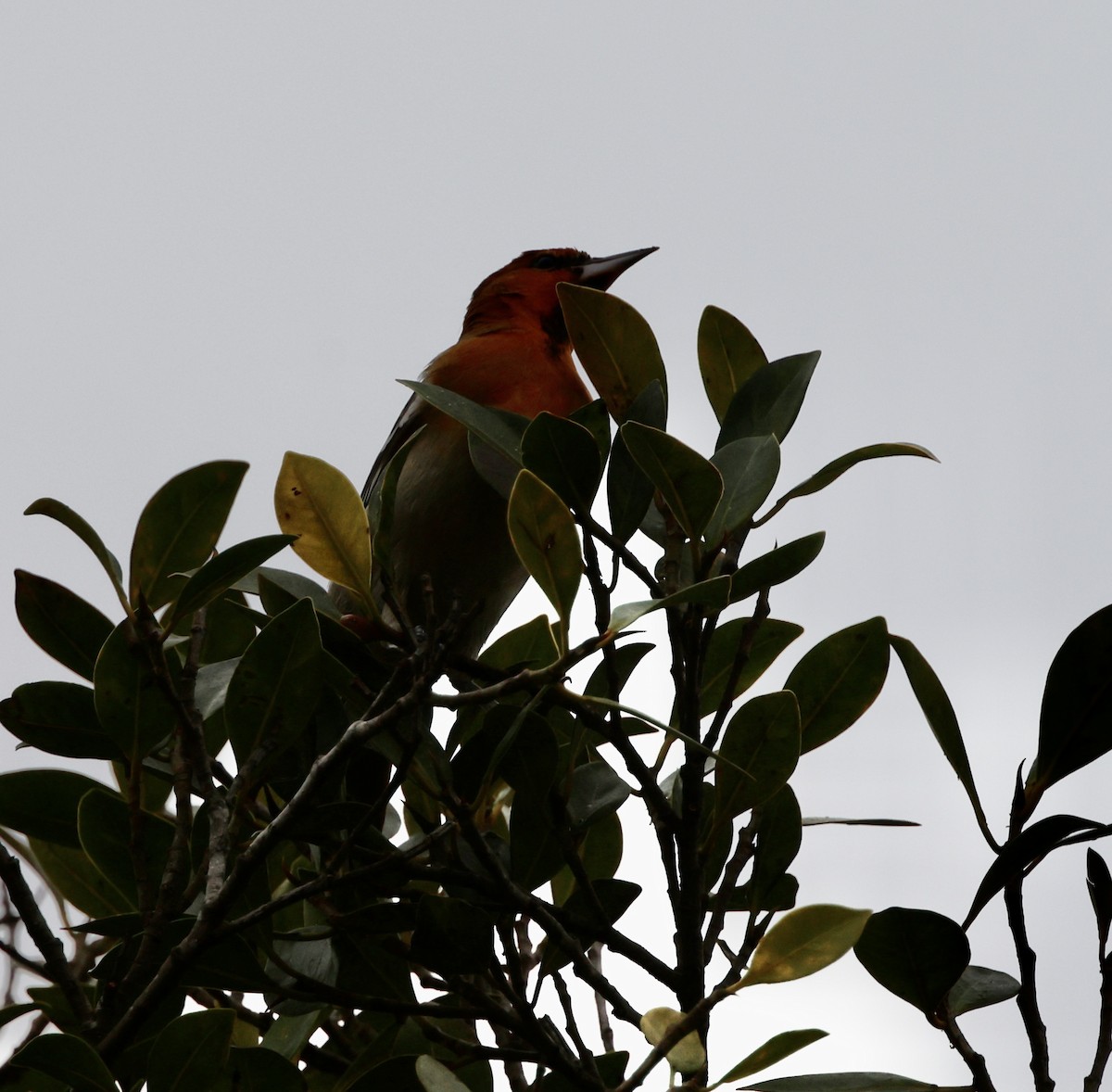 Bullock's Oriole - ML614965483