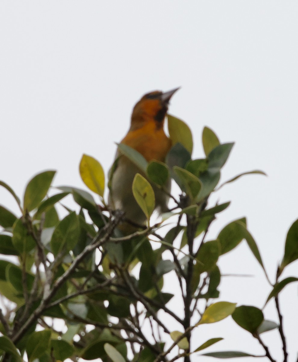 Bullock's Oriole - ML614965484