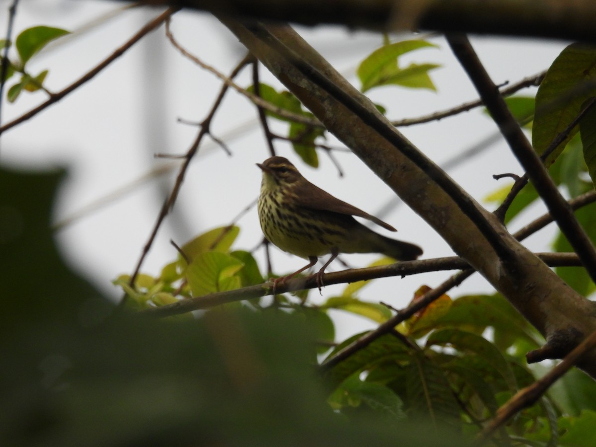 Northern Waterthrush - ML614965542