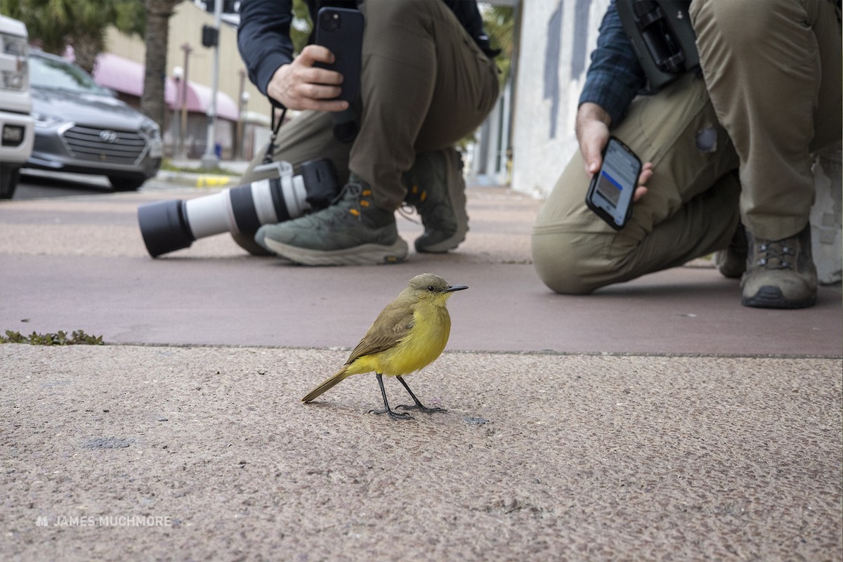 Cattle Tyrant - ML614965598