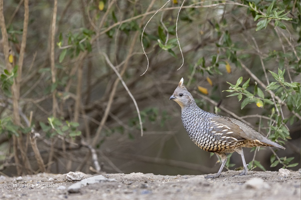 Scaled Quail - James Muchmore