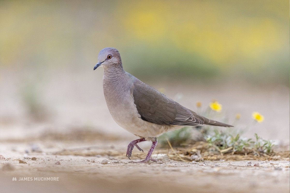 White-tipped Dove - James Muchmore