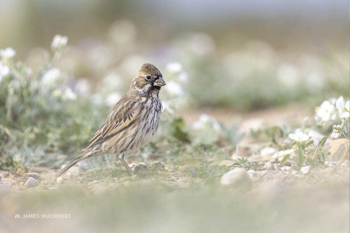 Lark Bunting - ML614965676
