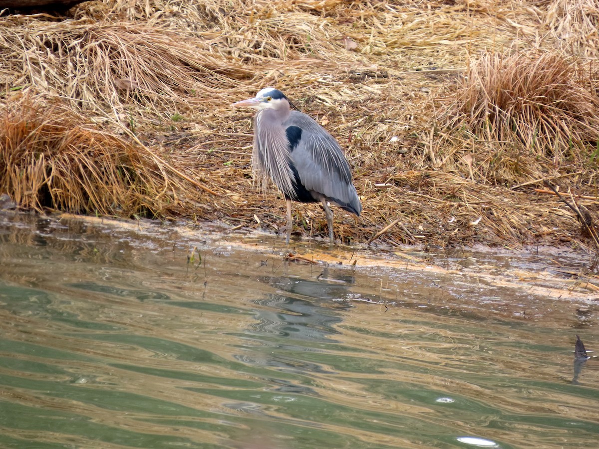 Great Blue Heron - ML614965678