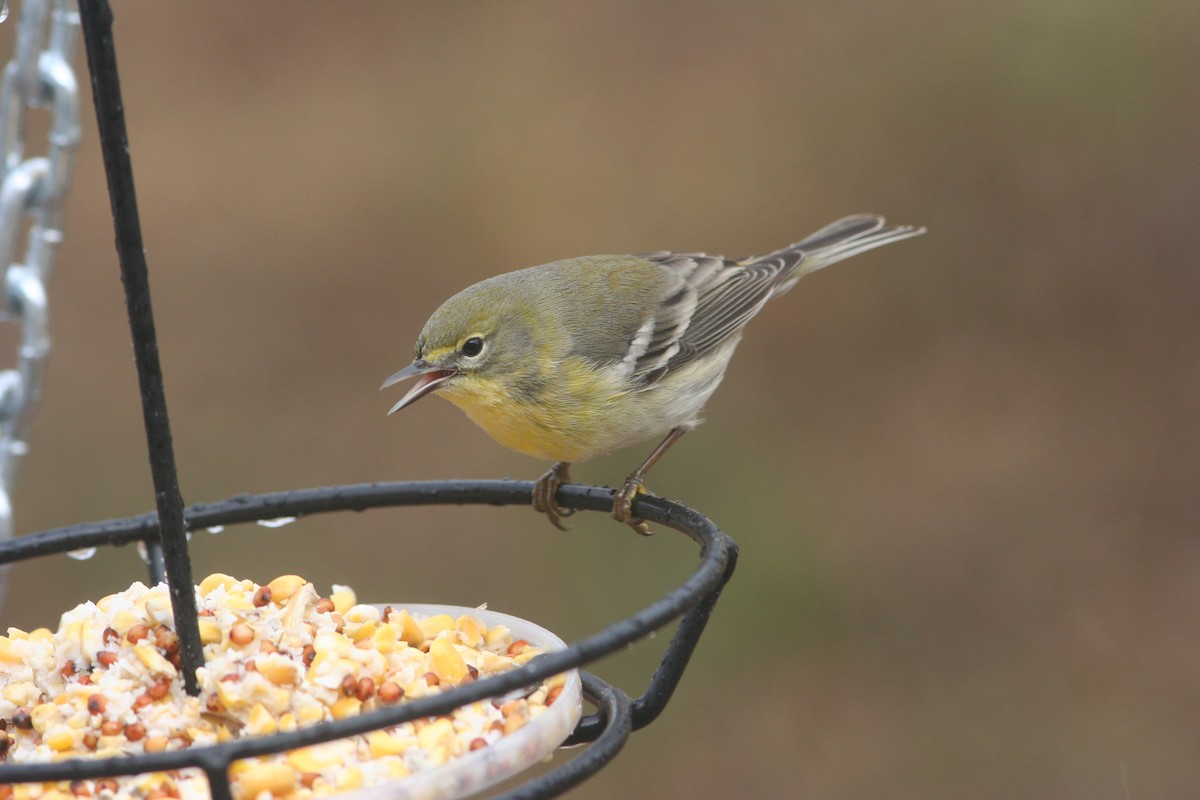 Pine Warbler - ML614965697