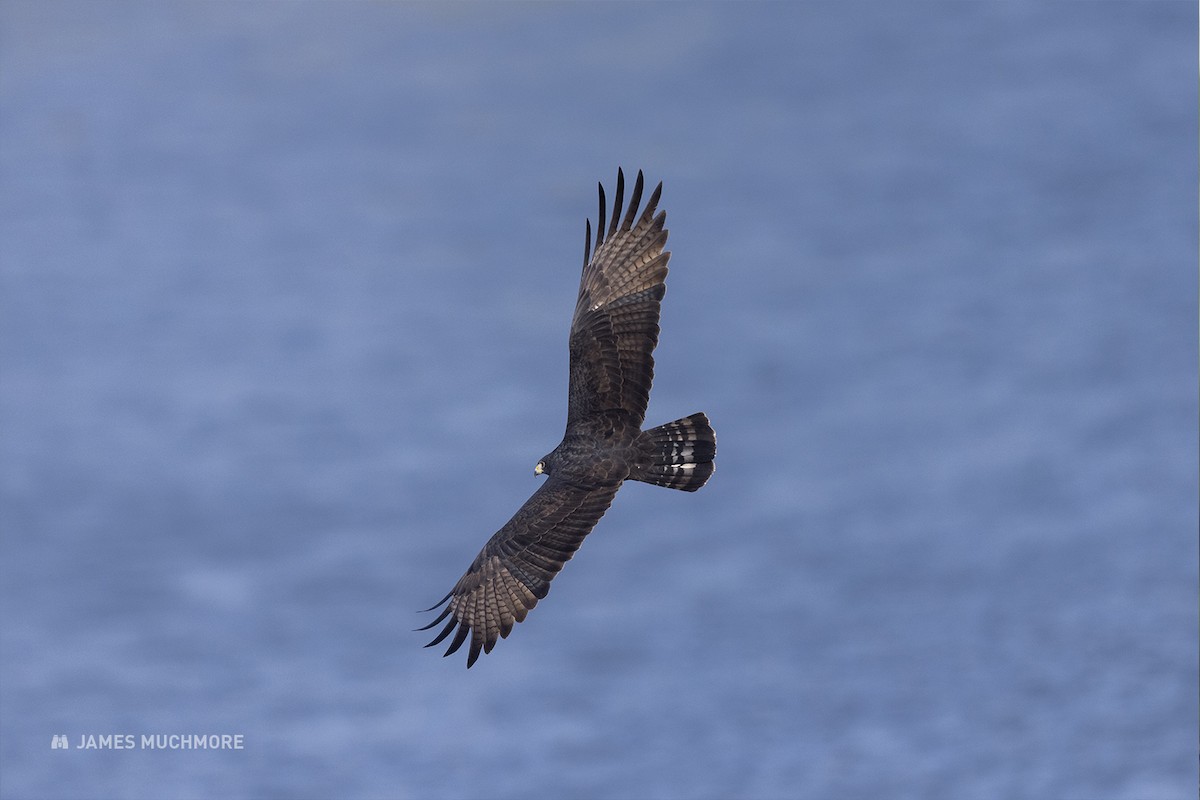 Zone-tailed Hawk - ML614965746