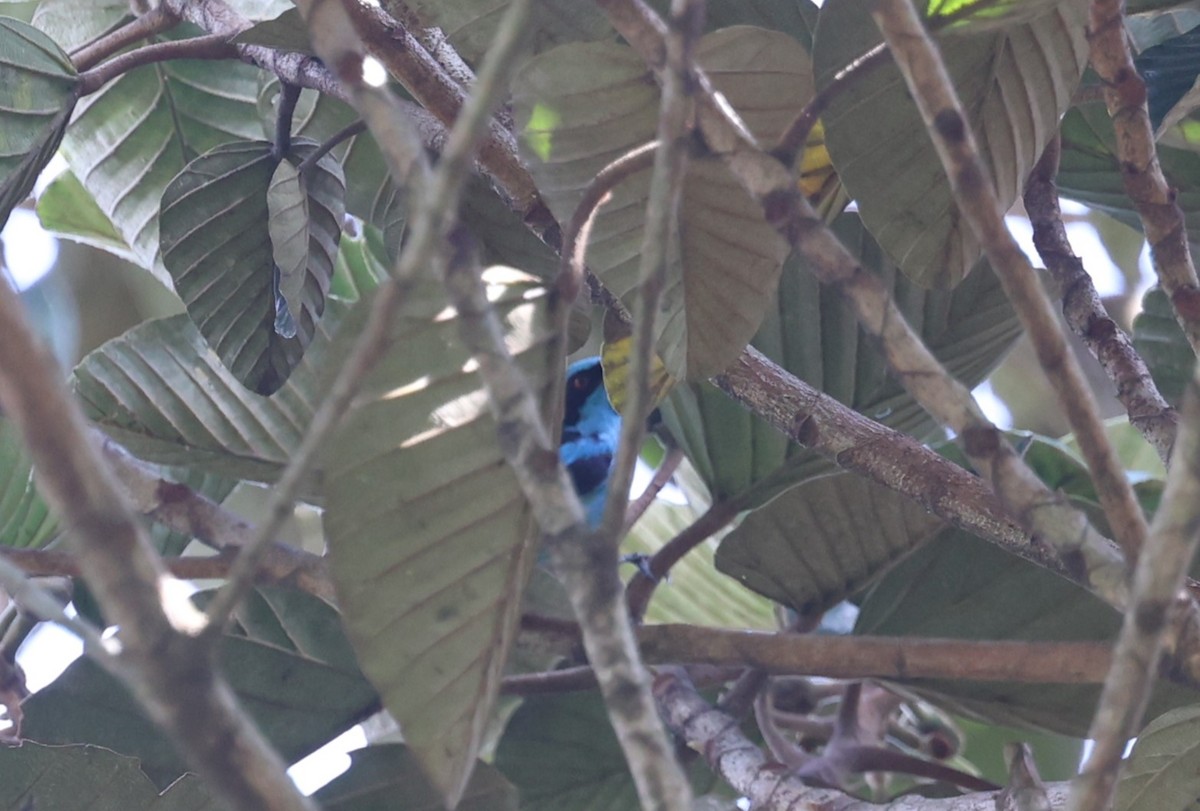 Turquoise Dacnis - ML614965758