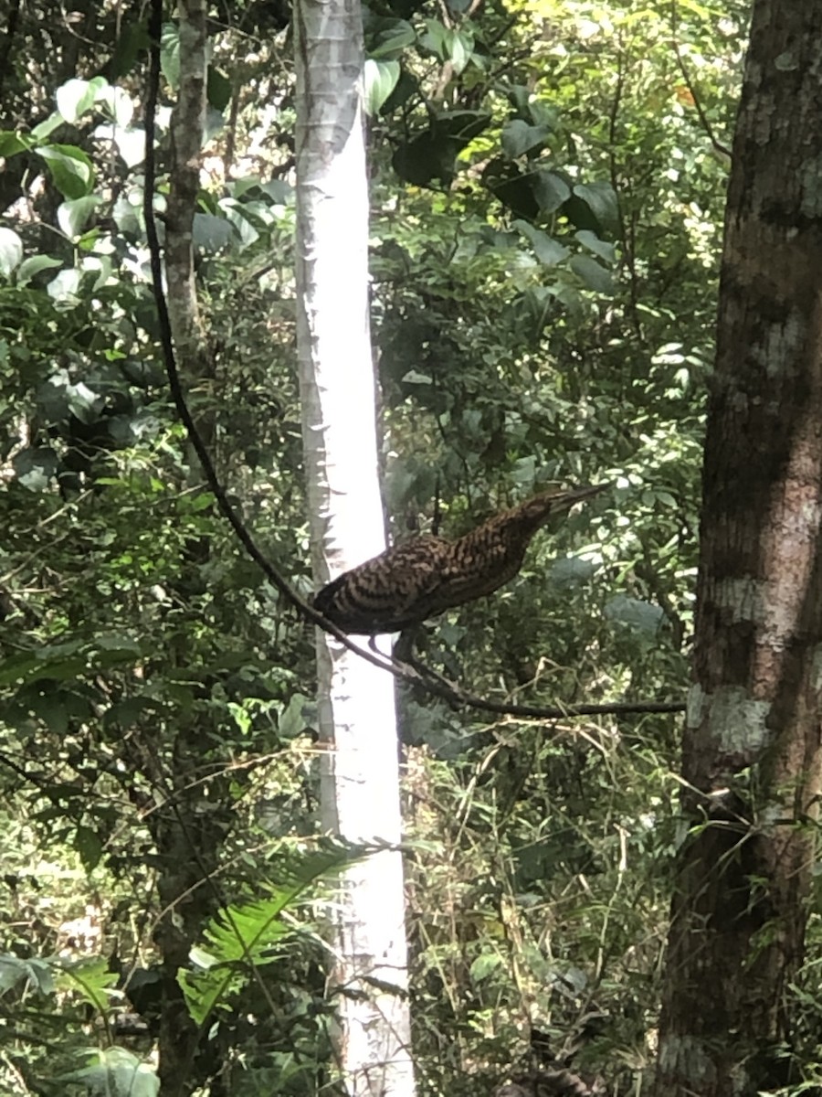 Rufescent Tiger-Heron - ML614965775