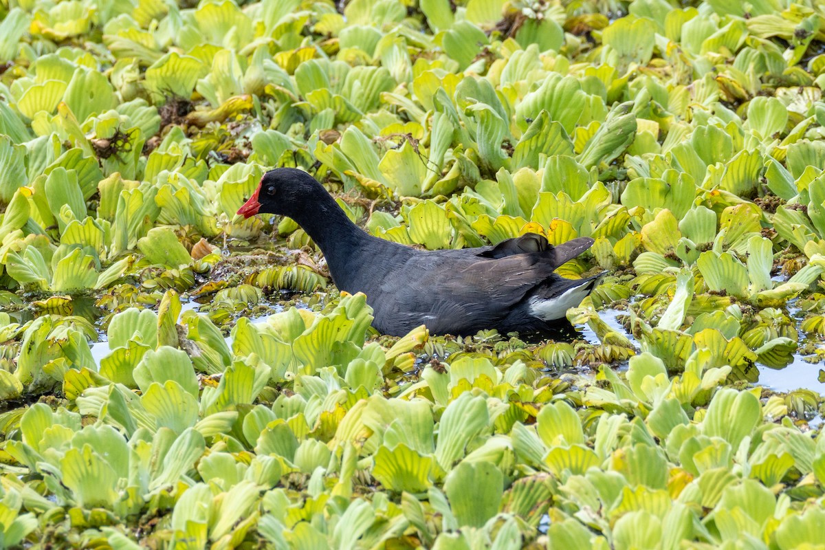 Red-fronted Coot - ML614965788