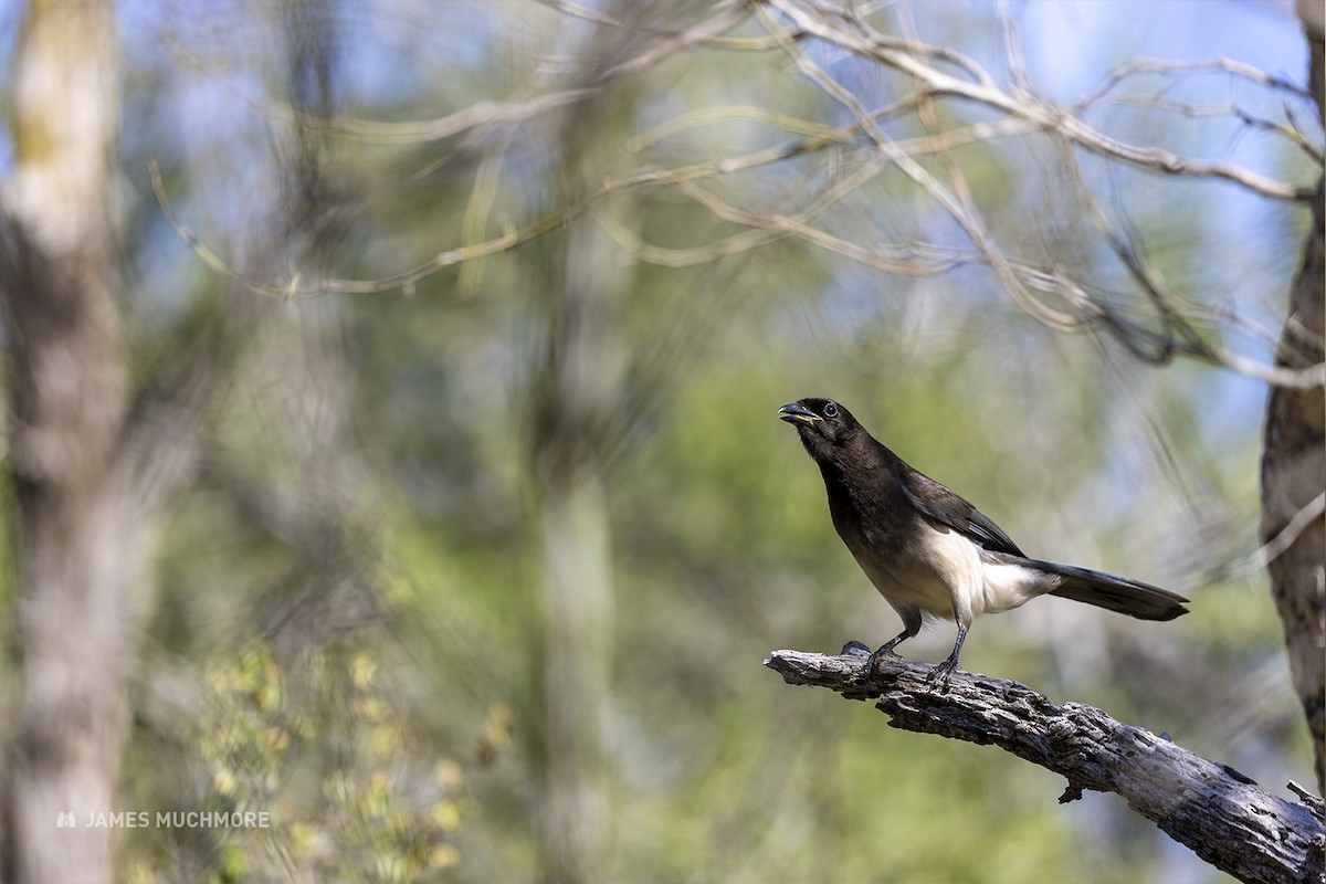 Brown Jay - ML614965860