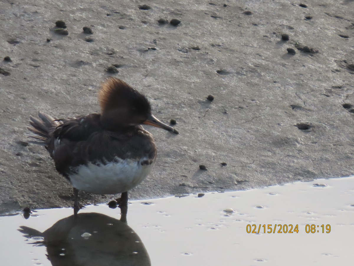 Hooded Merganser - ML614965887