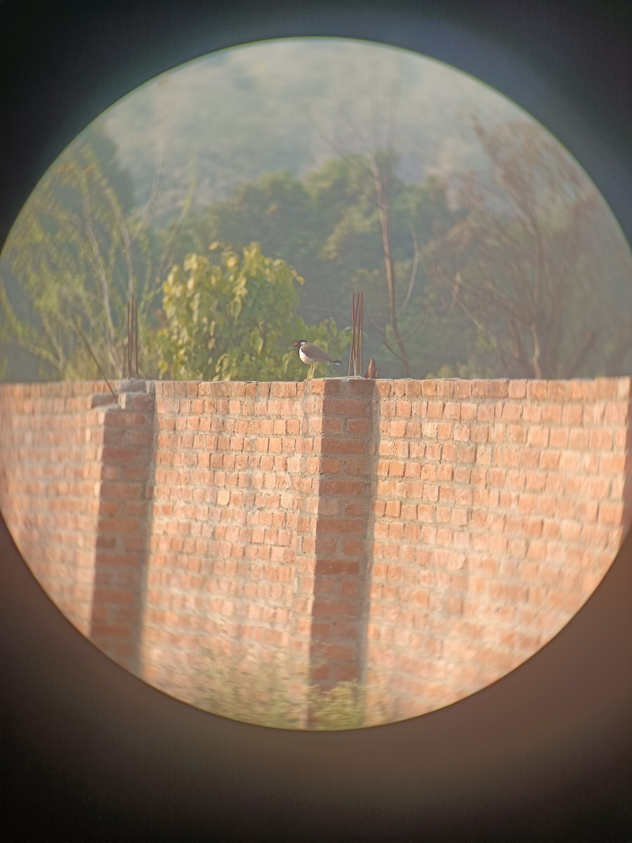 Red-wattled Lapwing - ML614965901