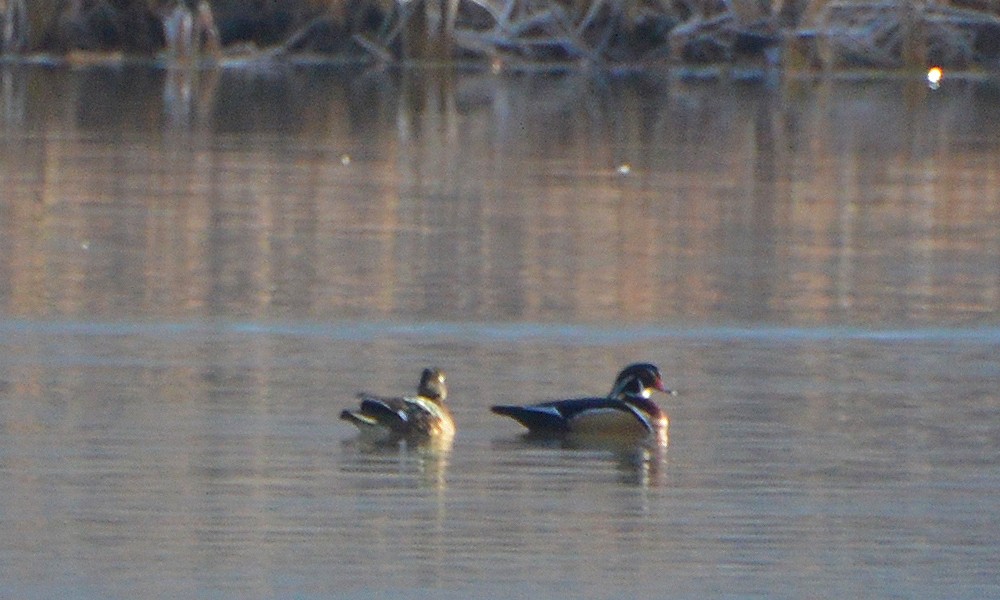 Wood Duck - ML614965903