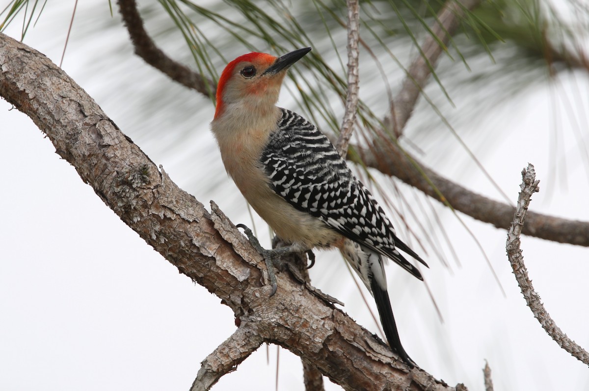 Red-bellied Woodpecker - ML614965907