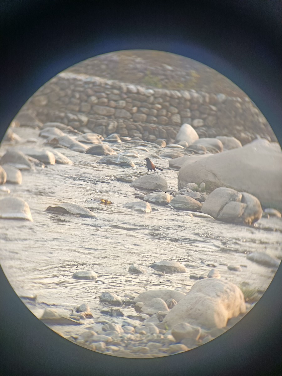 Greater Coucal - ML614965913